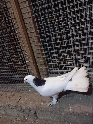 Salam təmiz ag quyrug qara boyun peçat. Ərkəy və saglamdı