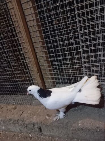 İtlər: Salam 19 tük badam leley qara boyun ərkəy — 2