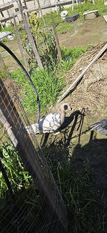 ordek: 6 aylıq cins lal ördəklər ( Krasnodar, Macar Mirvari, Kərpici — 4