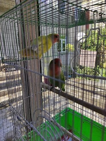 Nerazlucnik tutuquşu sevgi quşu erkey disi 2 eded erkey disi Temiz