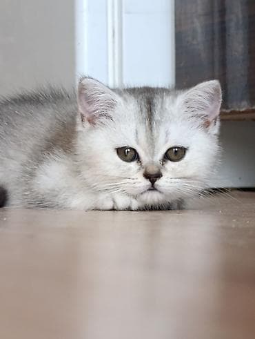Şinşilla lalafo.az -da Şinşilla