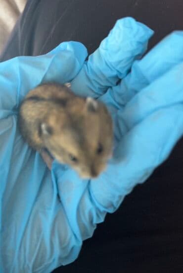 hələb kecilərin qiyməti: Salam.Hamster Cunqarik.3 ədəd qara 2 dişi 1 erkəy satılır.Hamısı ev — 3