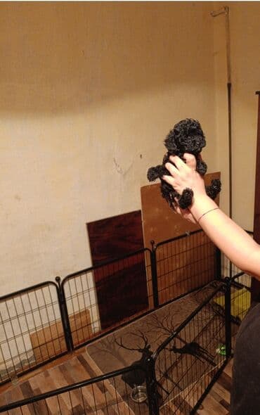 сколько стоит миниатюрный пудель: Пудель — 5