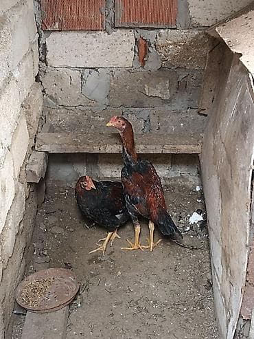 K/t heyvanları üçün mallar: Xoruz, il: <1 — 1