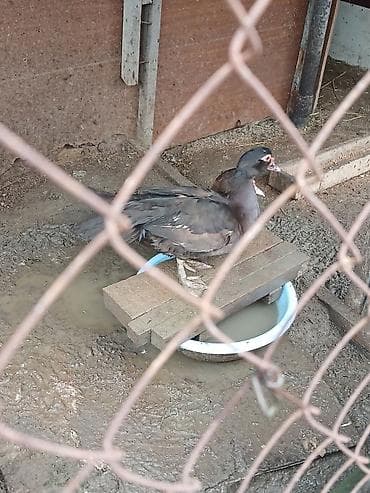 iran peci satilir: Krasnadar ördəyi yumurtaları - Növ: krasnadar ördəyi - Məhsul: Təzə — 4