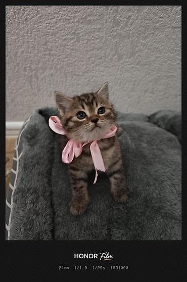 benqal pişik: Skotş Fold və Britan tipli balaca pişiklər - Cins: Şotland — 2