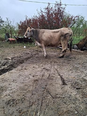 Heyvanlar: 2 ci qarın 7 aylıq boğazdı ağ qulaq sortdur süt 12 baladan başqa verib — 3