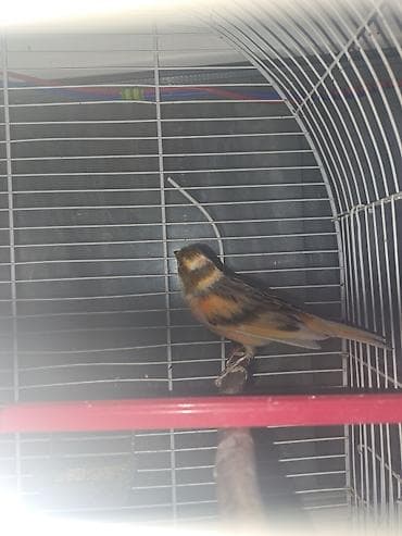 gencede it satisi: Hazir erkey bulbul 1yas yarimliqdi gozel oxumagi var qefesi ile — 1
