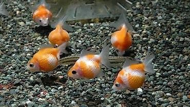 Qızıl balıq, Sülhsevər