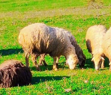 cins ineklerin satisi 2018: Satılır: 20 baş+ qoç 5dənəsi yanı balalı15 boğaz yelinli .Vatsapa — 1