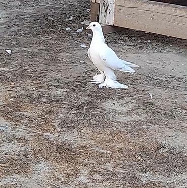 goyərcin yuvalari: Leleyli orta 2 tuk goy quyrugdu war kimidi oynag tutulmadi qanadi — 5