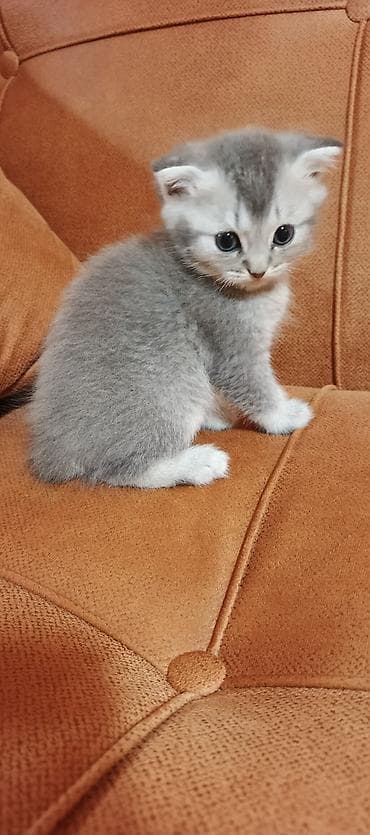 Şotland yastı qulaq, Ünvandan götürmə, Ödənişli çatdırılma