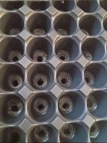 dibcek gulu: Şitil viyolası – peşəkar fidan yetişdirmə üçün plastik çoxgözlü — 8