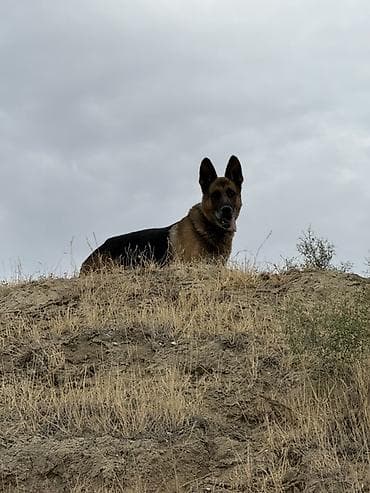 serrap dermani ne ucundur: Alman çoban iti — 1