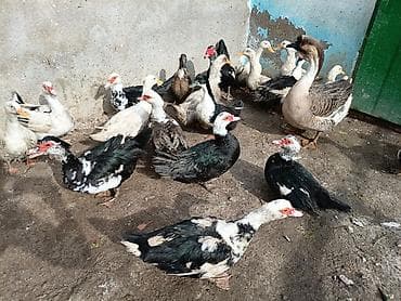 Собаки: Lal ördekler ve dili ördekler satilir ünvan müsfiq — 5