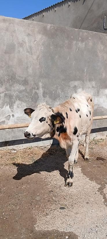 it aliram: Sudluk cinsdi 45gundu kelinde alıb anasıda mendedi özüdə süni — 6