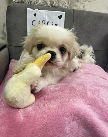 İtlər: Pekines, Erkek — 2