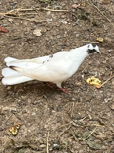 Ağ rəngli dekorativ göyərçin - Zərif, tam ağ lələk örtüyü, baş və