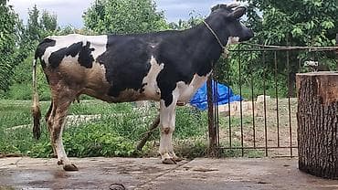 şirin pişik adları: İki baş arpa yerində bəslənmiş qısır heyvan satılır qırmızı 2 bala — 3