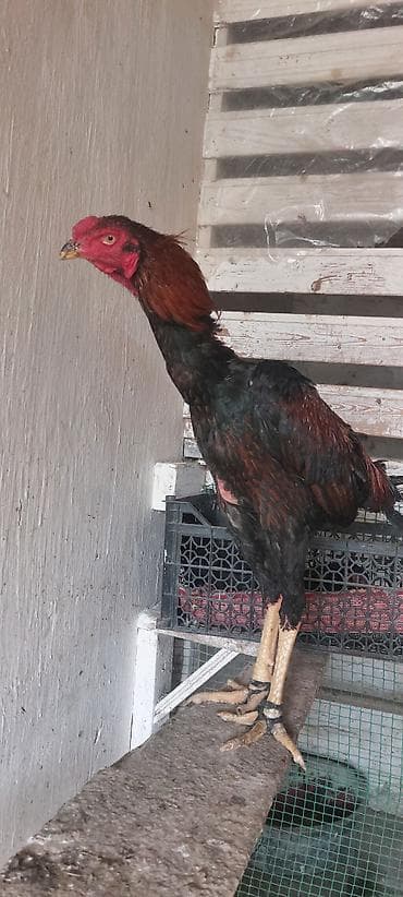 Heyratı beçə 8 aylıq. superq qan daş pipik heyvandır. istəyən vodsapa — 1