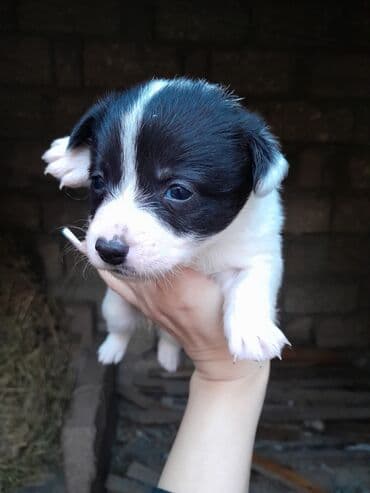 cibus itleri: Zvonok, 1 ay, Dişi, Ünvandan götürmə — 4