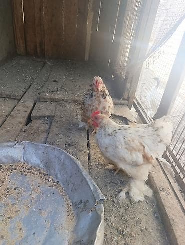 papuqay type 1: Koxin beçələr 5 aylıqdılar qiymət birinə aiddi sağlamdılar — 7