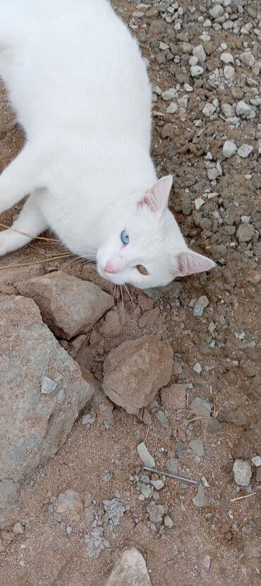 отдам в добрые руки баку: Кошки — 1