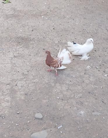 sana kecisi: Göyərçinlər — 2