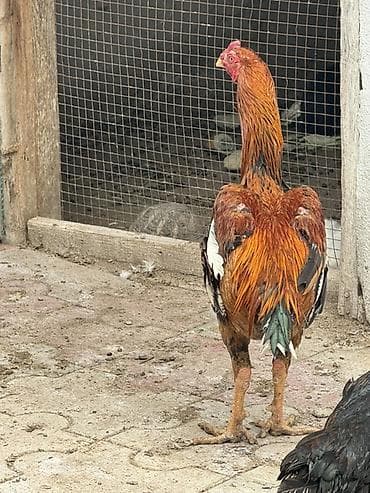 meşə xoruzu: Aseel tipli xoruz 9 aylıq saglam ban vurur - Rəng: qızılı-qara ağ — 3
