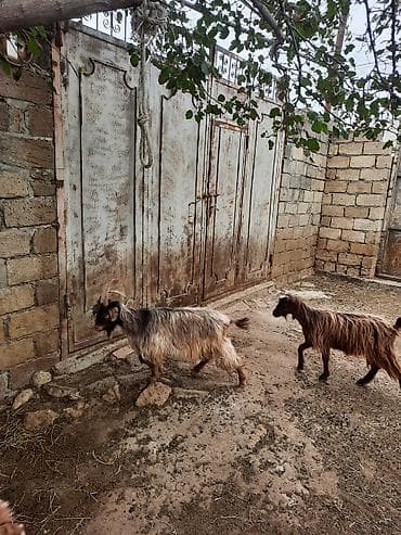 keçi: Cins: yerli uzun tüklü keçilər Məhsul: çoxsaylı keçi sürüsü — 1
