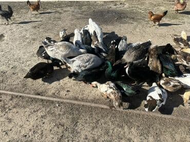 kuban ördek: Salam Aleykum Satılır Ördək Qaz Ördək Cücəsi Toyoq 36 Ədəd Lal Ördək — 16