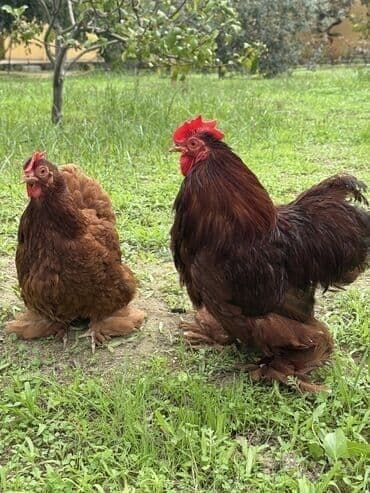 Коровы, быки: Курица, Brama, Для разведения — 1