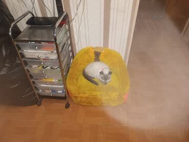 сиамская вислоухая кошка цена: Siam — 4