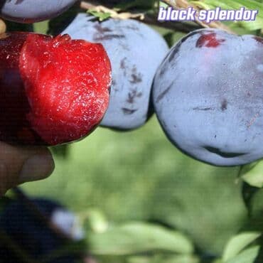 ucuz kafel metlax qiymetleri: Hər Növ Meyvə Tinglərini Aznle Təklif edirik, Ölkədaxili bütün — 3