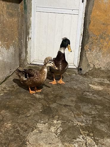 ördək növləri: Erkək, Ətlik, Ünvandan götürmə — 4