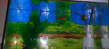 akvarium kompressor: Akvaryum dəsti - Şüşə akvaryum – kompakt ölçülü, düz künclü, şəffaf — 2