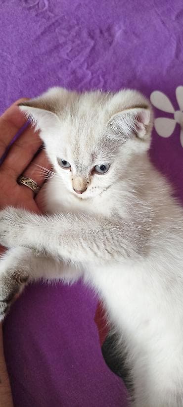 silver şinşila: Şinşilla, Erkək, Yaxşı əllərə, Ünvandan götürmə, Ödənişli çatdırılma — 7