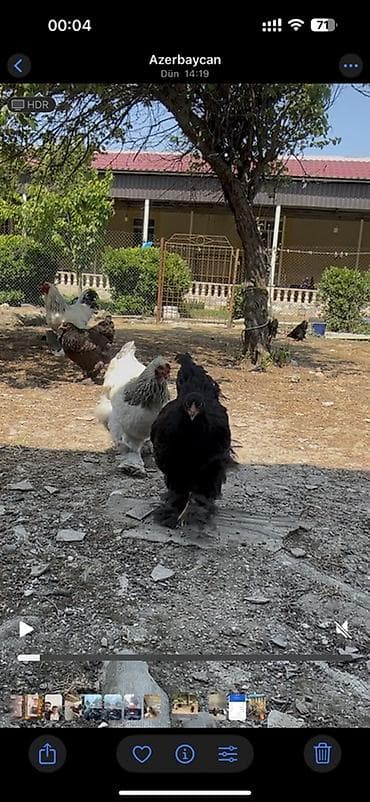 Toyuq, Brama, Damazlıq