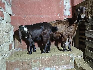 keçilər: Super damazliq heleb ve turk kecilermiz geldi kime maraqlidsa zeng — 8