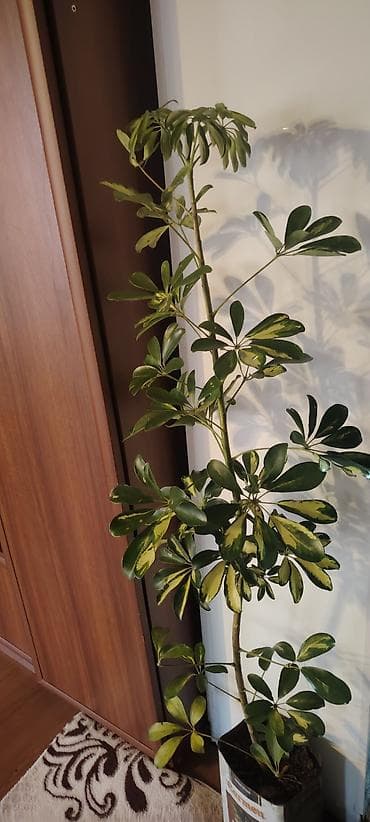 Çöl bitkiləri: Şeflera (Schefflera arboricola) – variegat yarpaqlı otaq bitkisi Bitki — 1