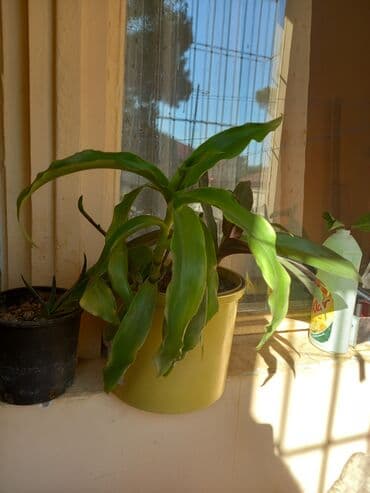 Otaq bitkiləri 5-10 azn arası hər növ dibçək gülləri var