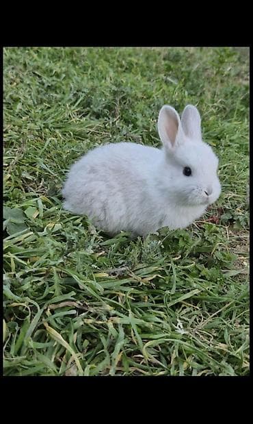 Hər vaxdnz xeyr olsun dovşan balaları satılır ağ dovşan 6dənədi boz