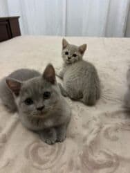 приют для кошек баку: Şotland, Erkək, Ödənişli çatdırılma, Ünvandan götürmə — 1