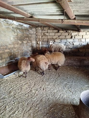 hind qusu satisi: 1 Qoç, 2 Qoyun. 1 Dişi şişək, 1 ci qarına bogazdi. 70, 80 kiloluq — 1