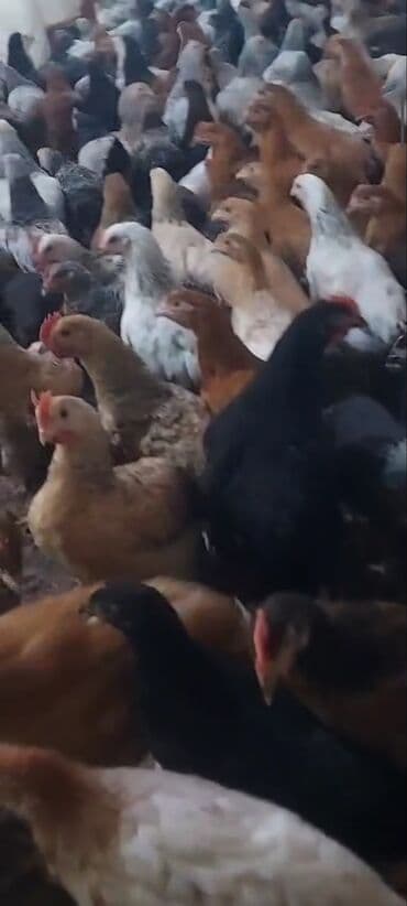 hovsan toyuq fermasi: Toyuq, Yumurtalıq, Ünvandan götürmə, Ödənişli çatdırılma — 5