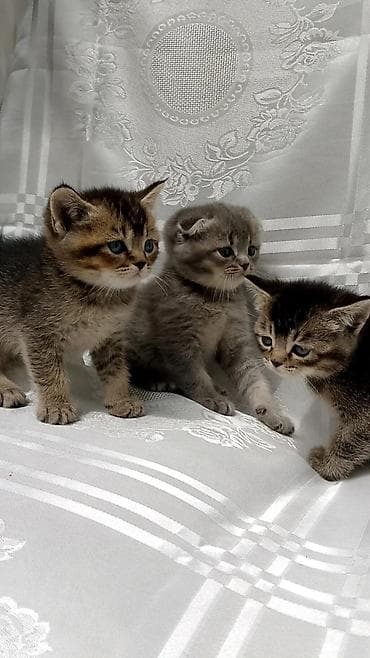 it yem: British Shorthair və Scottish Fold balaları - Cins: şəkillərdə həm — 3