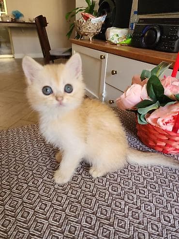 heyvan: 🐾 Sağlam və Gözəl Cins Pişik Balaları Satılır! 🐾 Evinizə sevinc — 7
