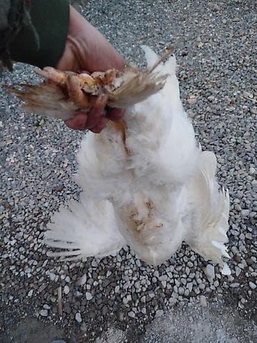 qaz qus: Toyuq, Brama, Damazlıq — 3