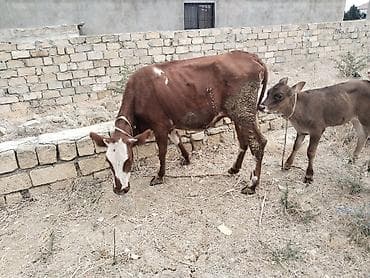 kreditle inekler: Salam tam saglam ana balali inekdir balasi erkekdi isdeyen elaqe — 1