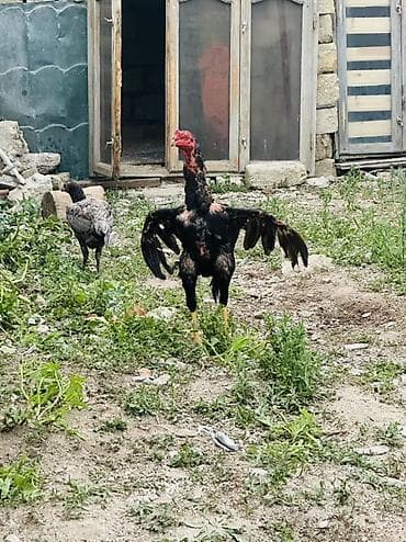 Aseel (Asil) tipli döyüş mənşəli horozlar Məhsul təsviri: - Uzun